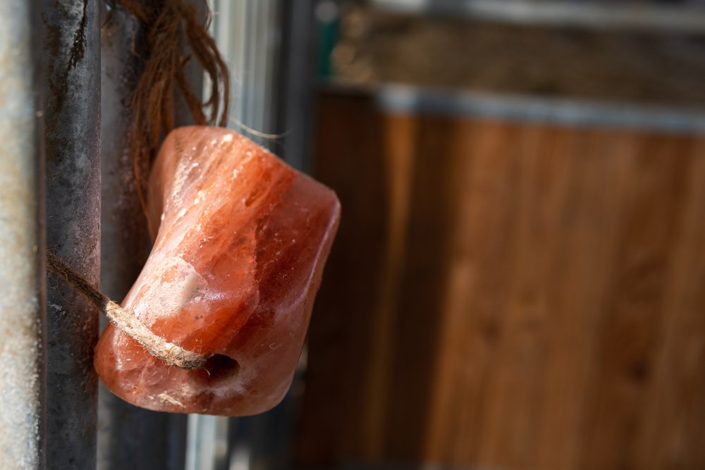 Himalayan animal lick salt block