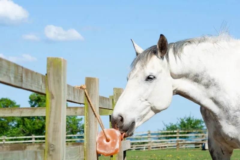 Horse licking Himalayan salt