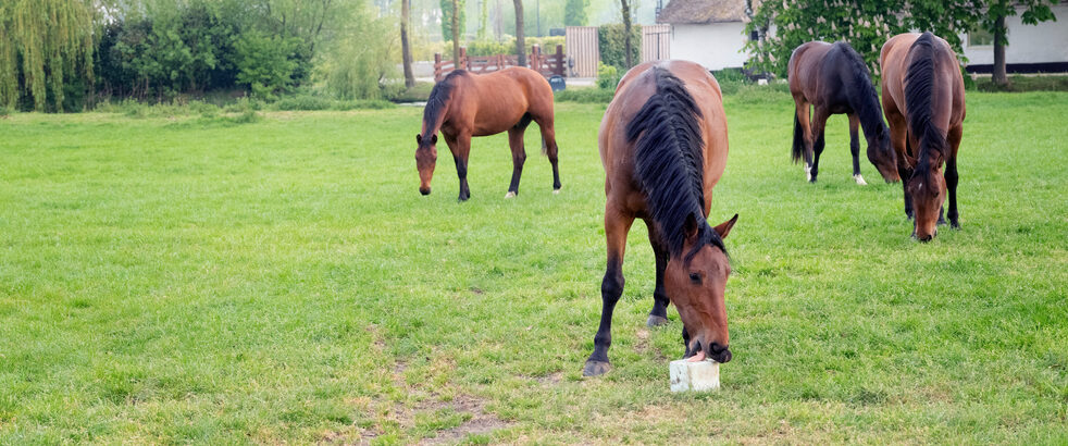 Horses with salt licks
